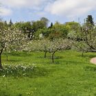 Obstgarten (2019_04_30_EOS 6D Mark II_1641_ji)