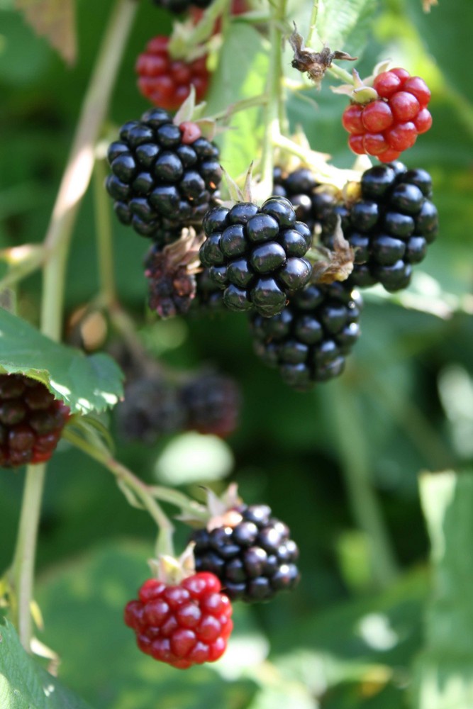 Obstgarten