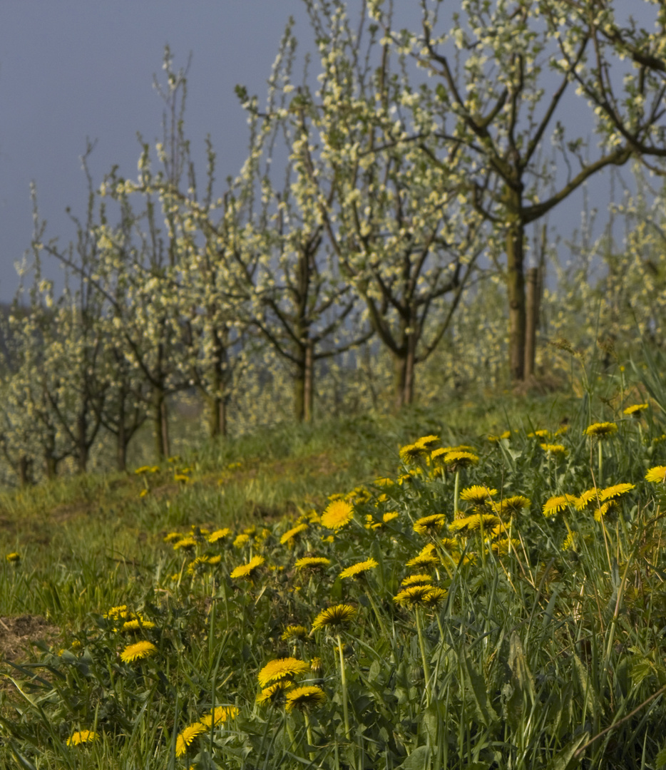 Obstgarten