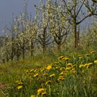 Obstgarten