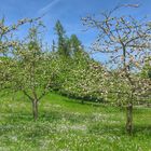 obstgarten