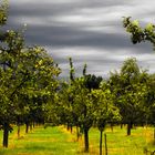 Obstgarten