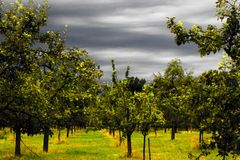 Obstgarten