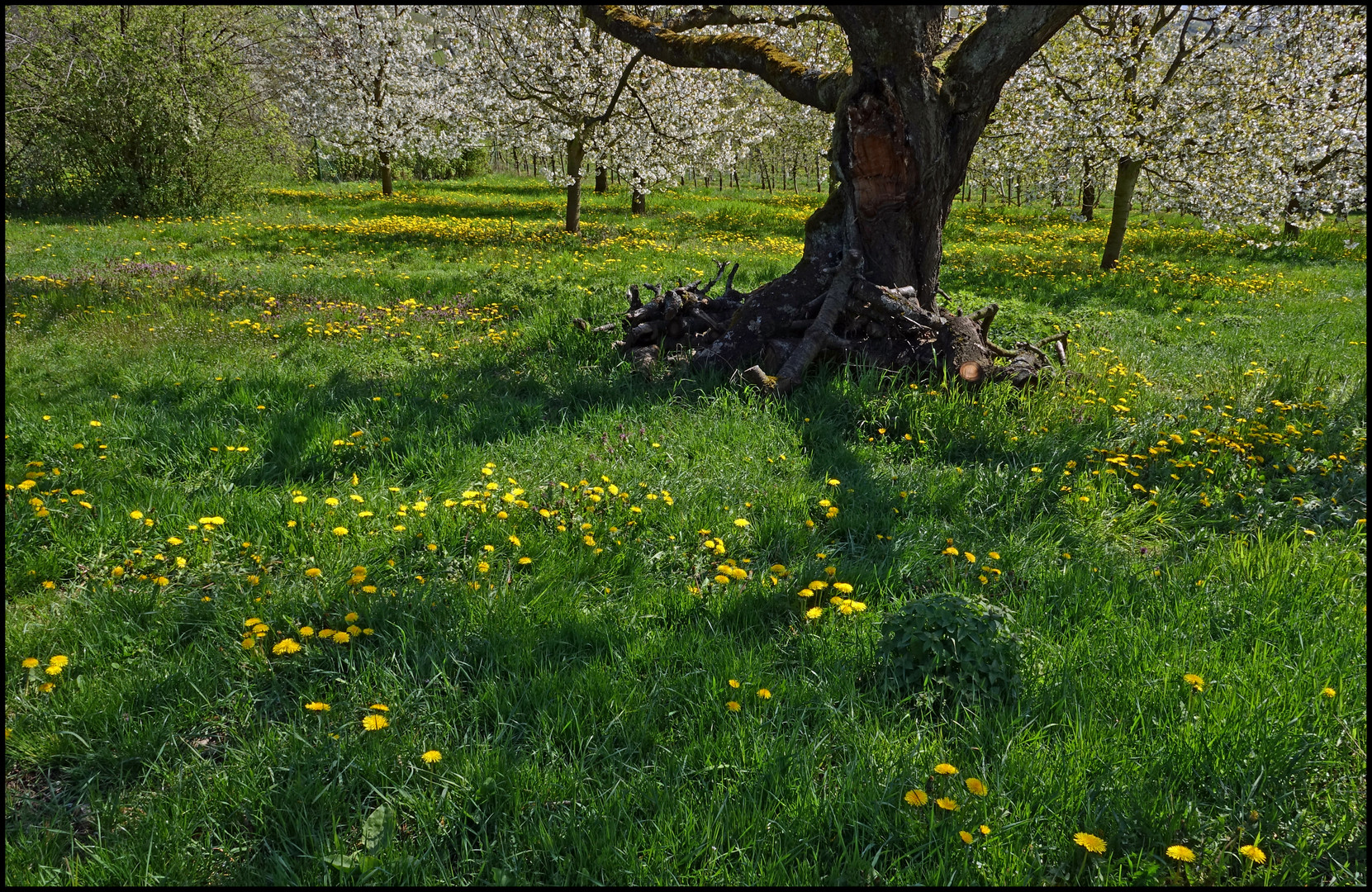 Obstgarten