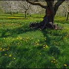 Obstgarten