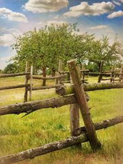 Obstgarten