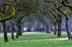 Obstgarten Alee