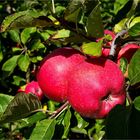 Obstgarten Altes Land