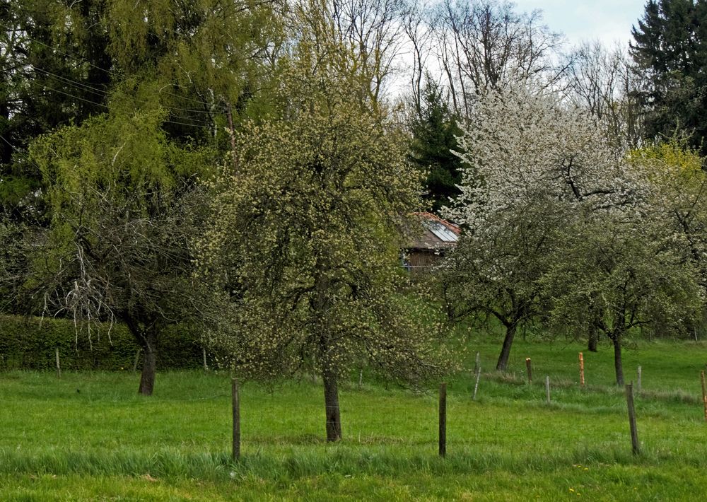 Obstgarten