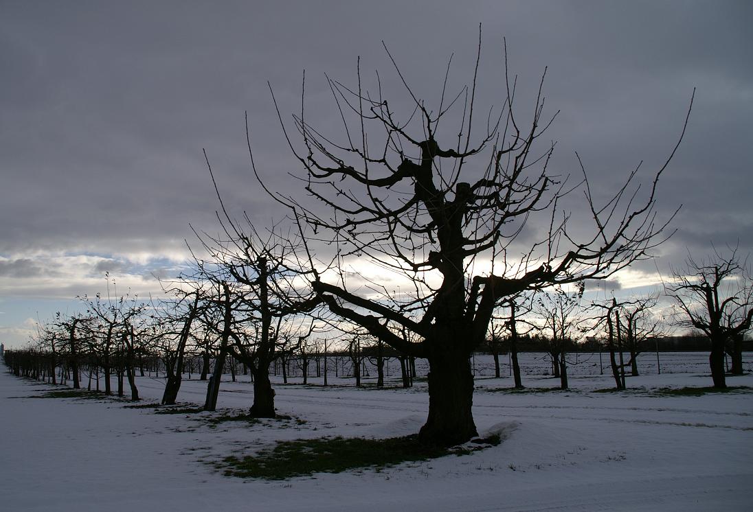 Obstgarten