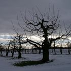 Obstgarten