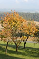 obstgarten