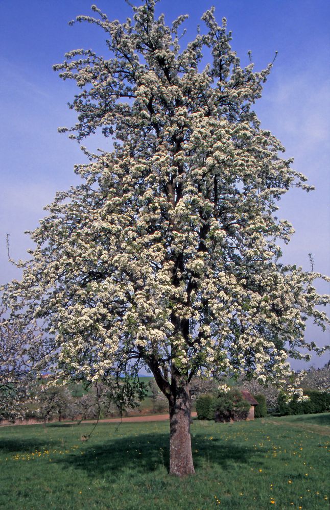 Obstgarten im Mai