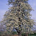 Obstgarten im Mai