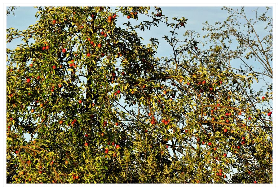 Obstgarten im Naturschutzgebiet