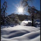 Obstgarten im Winter