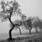 Obstgarten im Winter