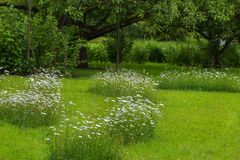 Obstgarten mit Frühlingswiese