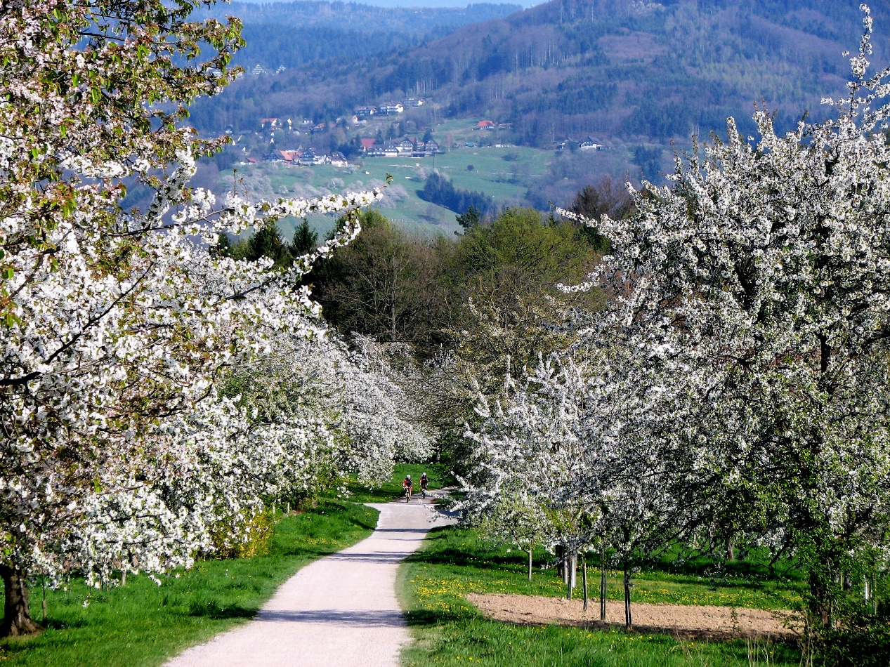 Obstgarten Ortenau