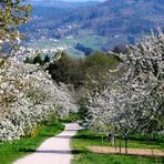 Obstgarten Ortenau