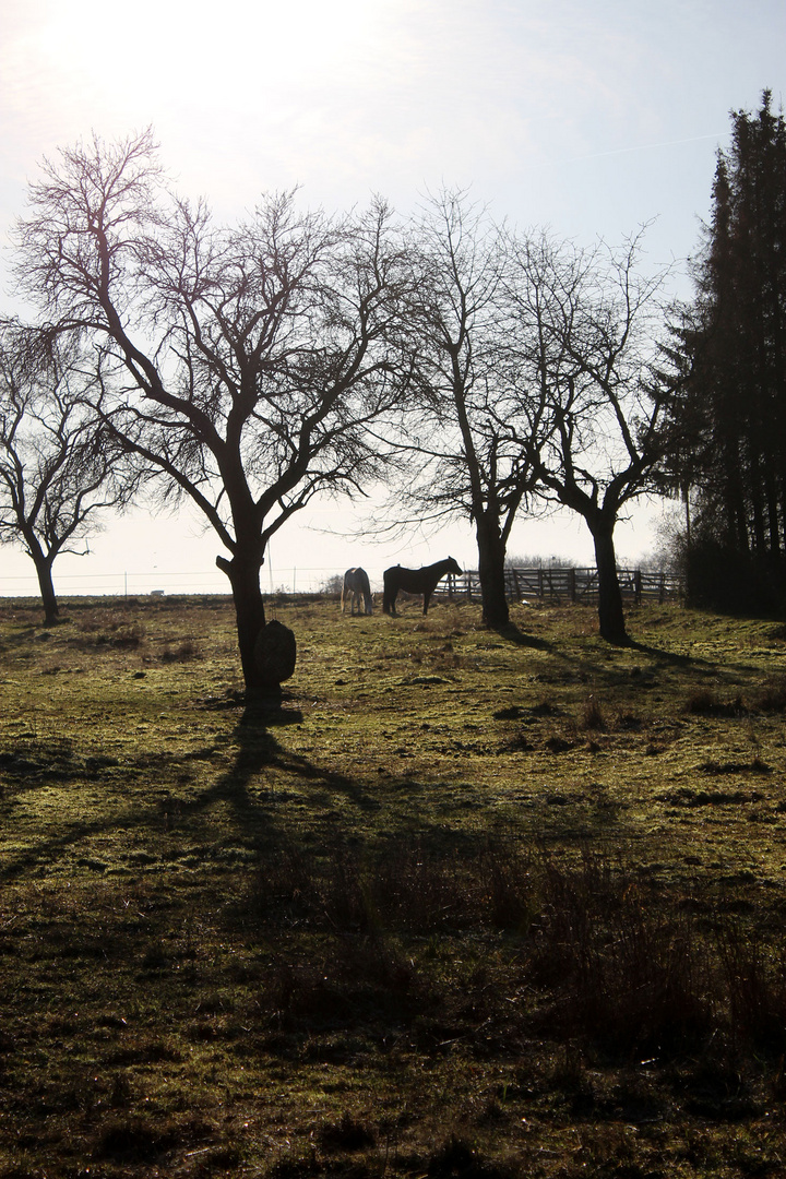 obstgarten und pferdewiese in einem