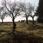 obstgarten und pferdewiese in einem