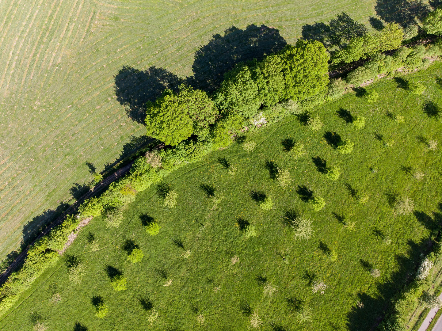 Obstgarten von oben. Würselen