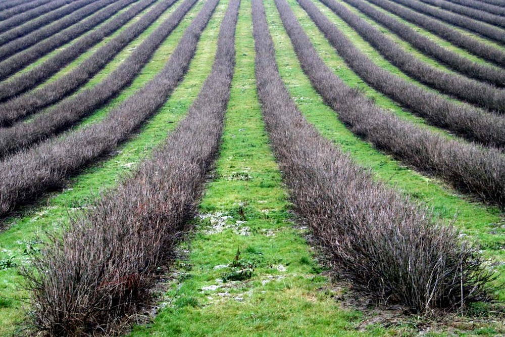 Obstland Sachsen