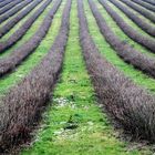 Obstland Sachsen