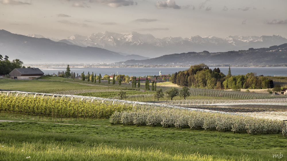 Obstlandschaft am Bodensee, österreichische und Schweizer Bergkulisse