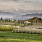 Obstlandschaft am Bodensee, österreichische und Schweizer Bergkulisse