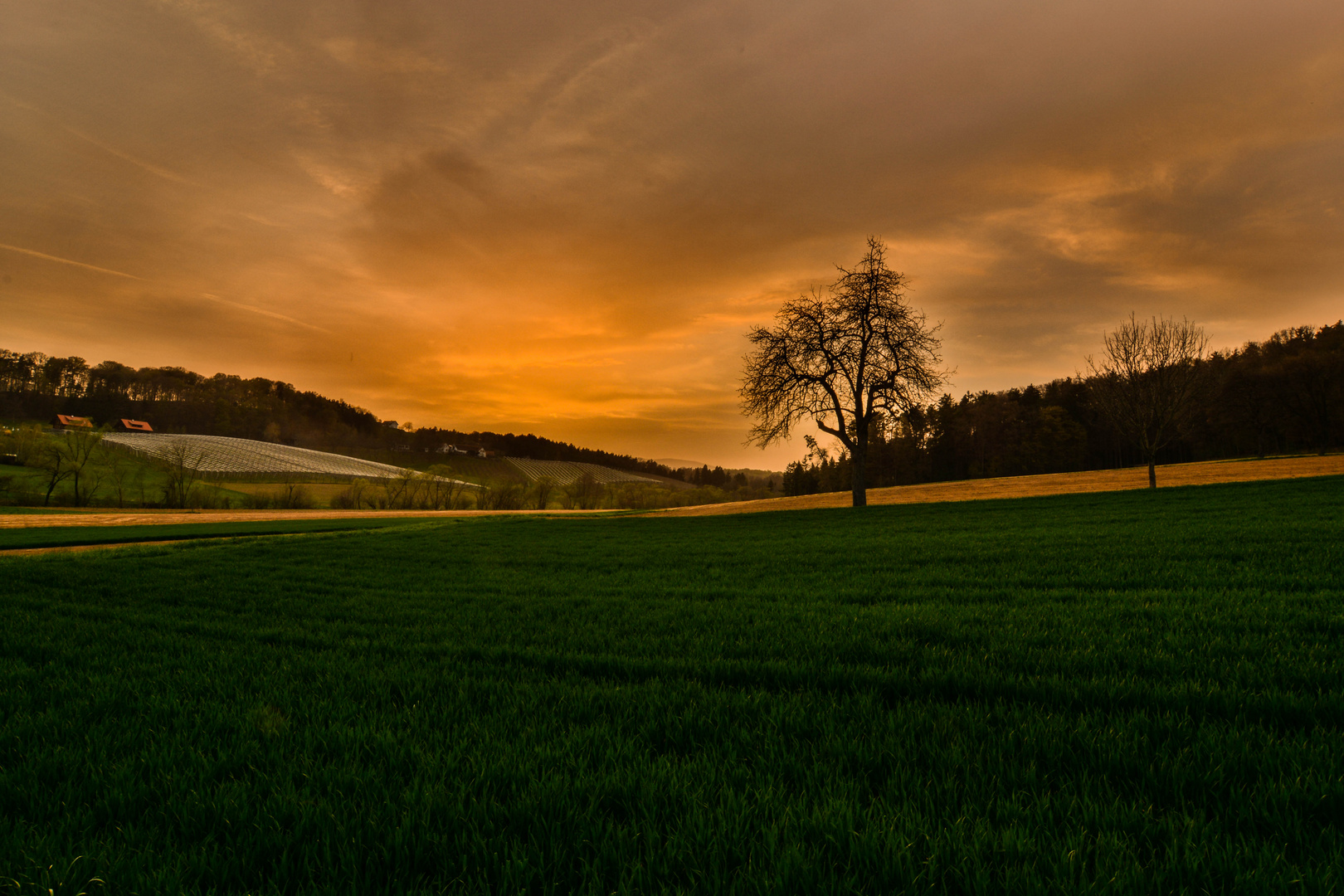 Obstlandschaft