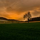 Obstlandschaft