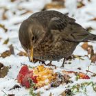 "OBSTLER-AMSEL"