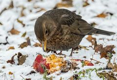 "OBSTLER-AMSEL"