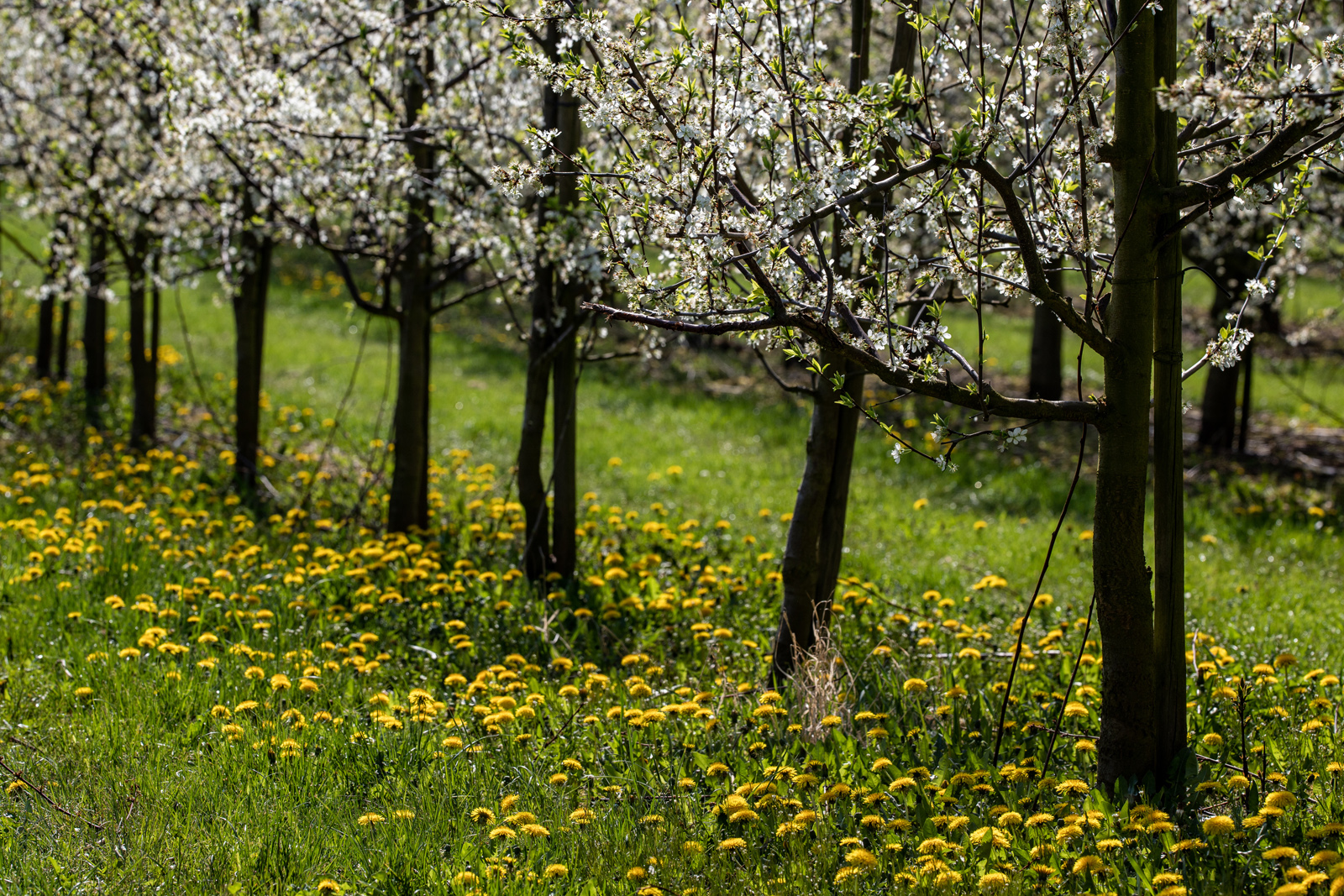 Obstplantage