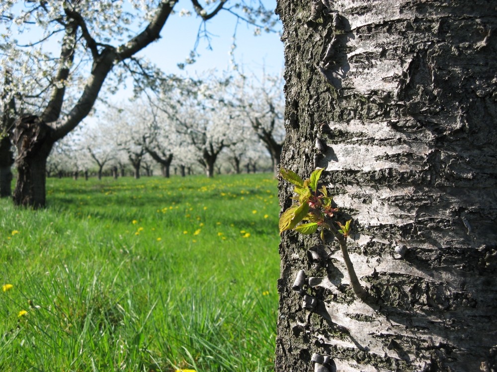 Obstplantage