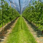 Obstplantage am Bodensee