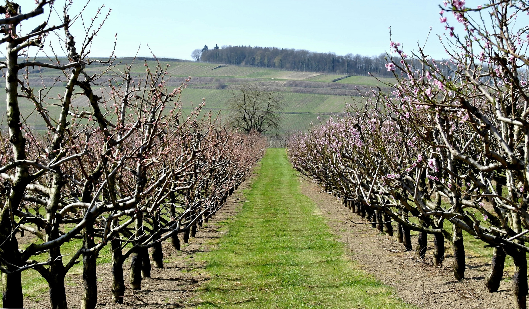 Obstplantage bei Sasbach a.K.