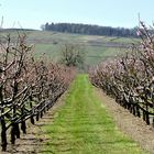 Obstplantage bei Sasbach a.K.