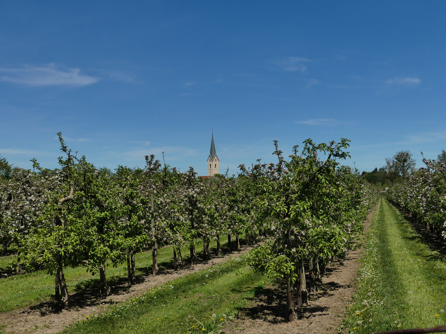 Obstplantage Eriskirch