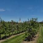 Obstplantage Eriskirch