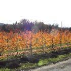 Obstplantage im Herbstgewand