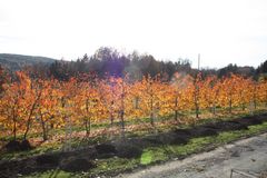 Obstplantage im Herbstgewand