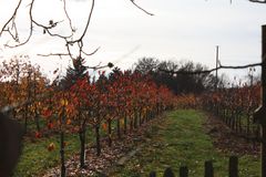 Obstplantage im Herbstgewand