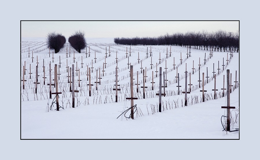 Obstplantage im März