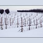 Obstplantage im März