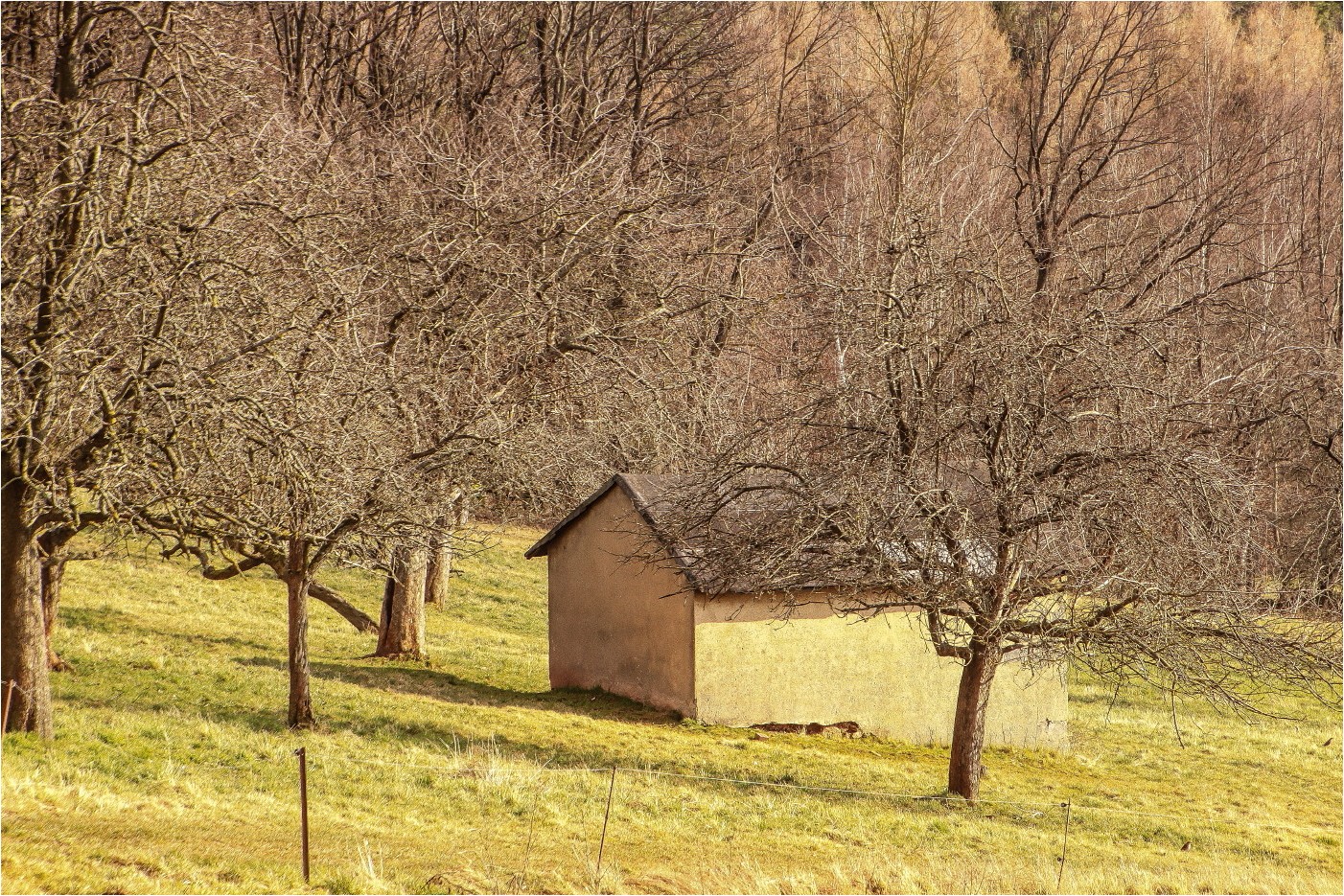 Obstplantage im Vorfrühling 1