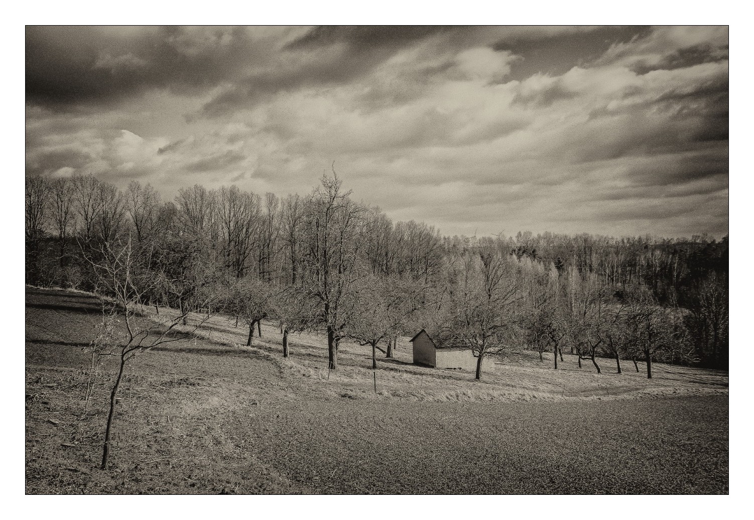 Obstplantage im Vorfrühling