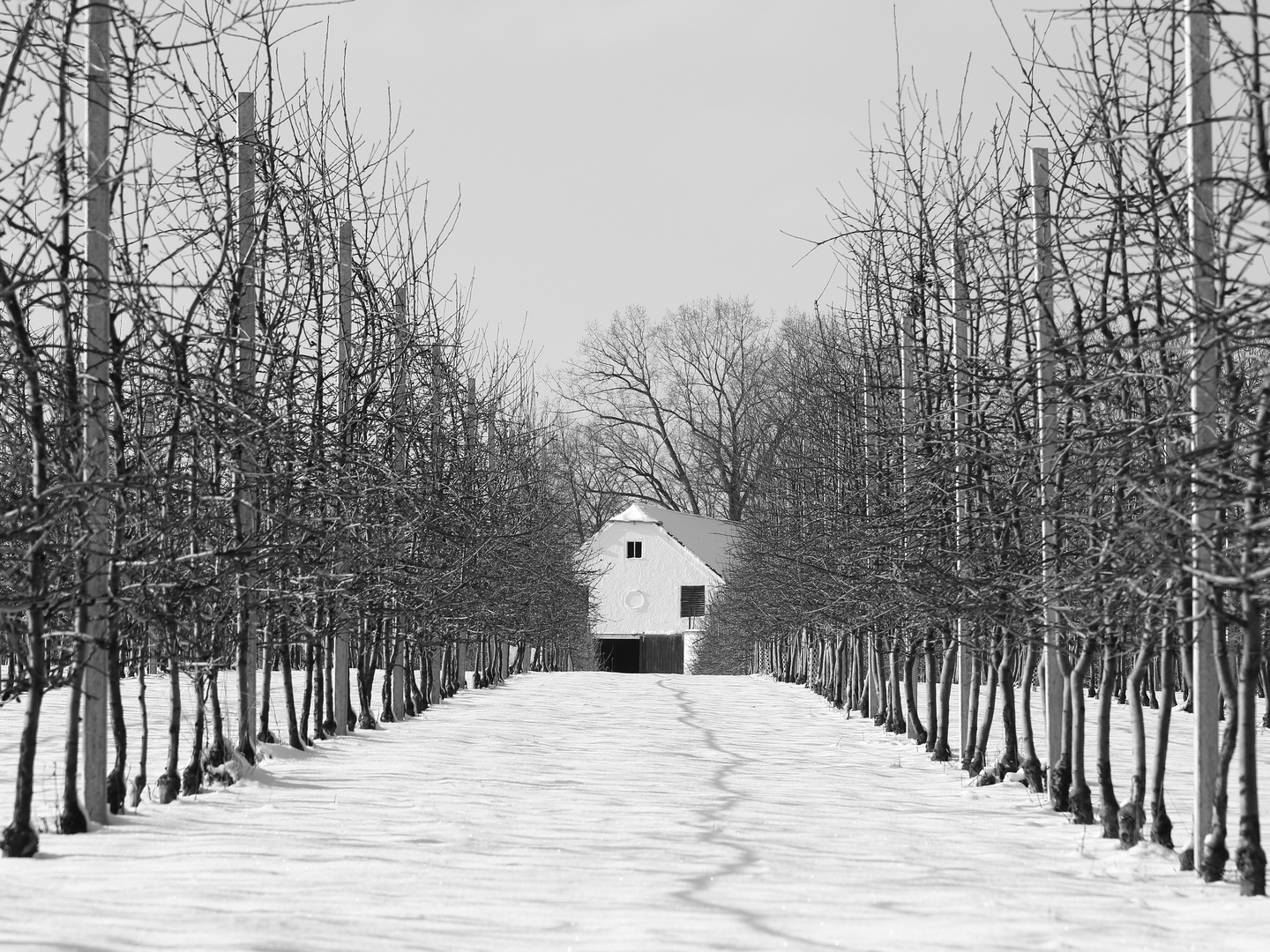 Obstplantage im Winter